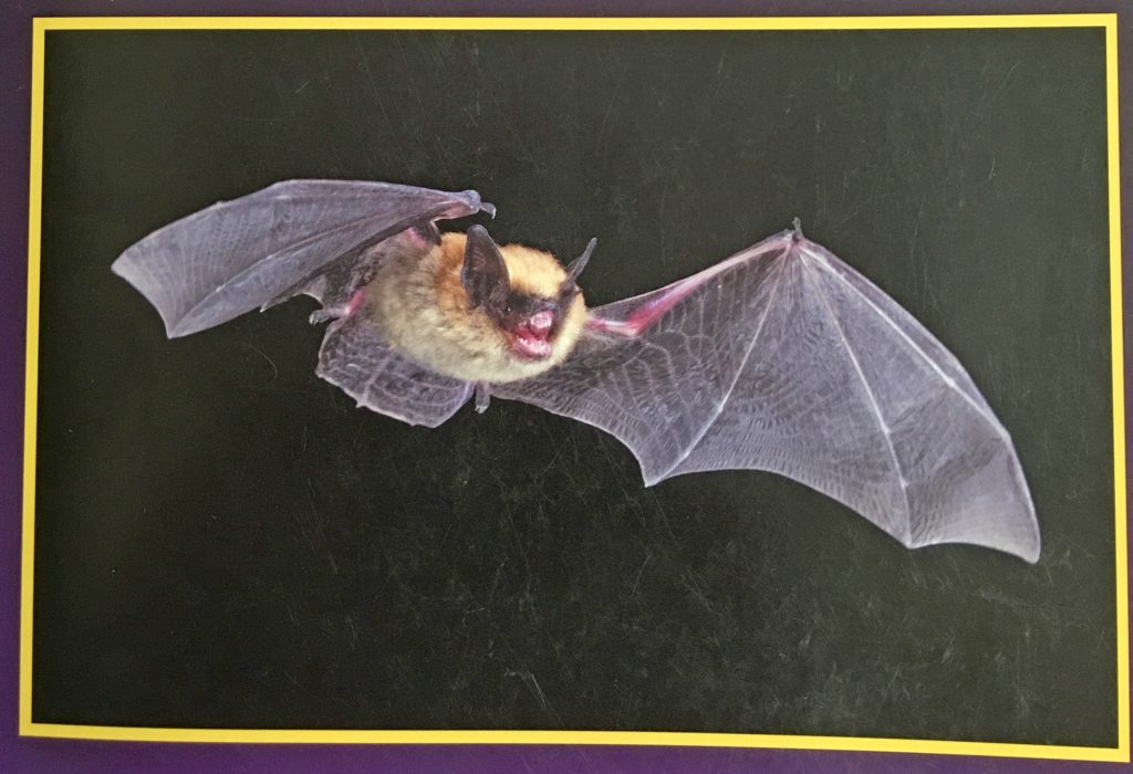 Bats of Kansas