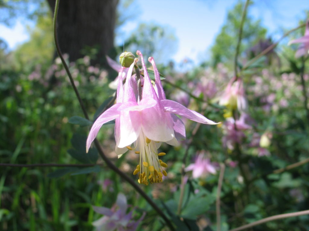 Shady Native Landscapes