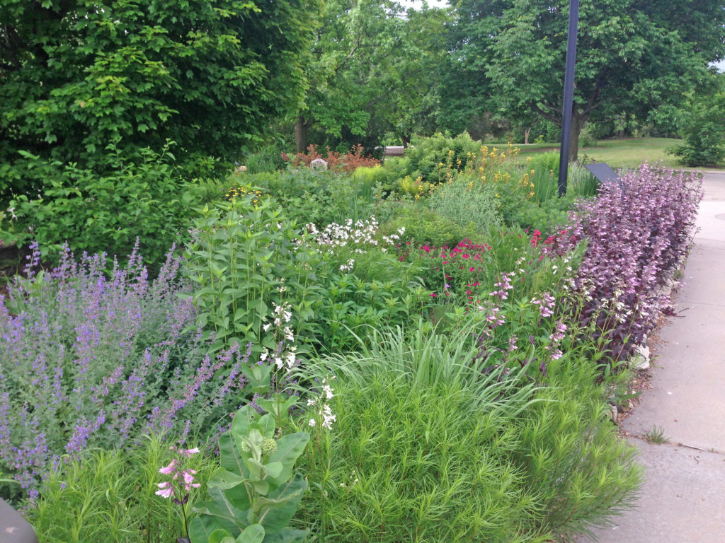 Native Plant School: “New Front Yard” & “Designing for Plant Communities”