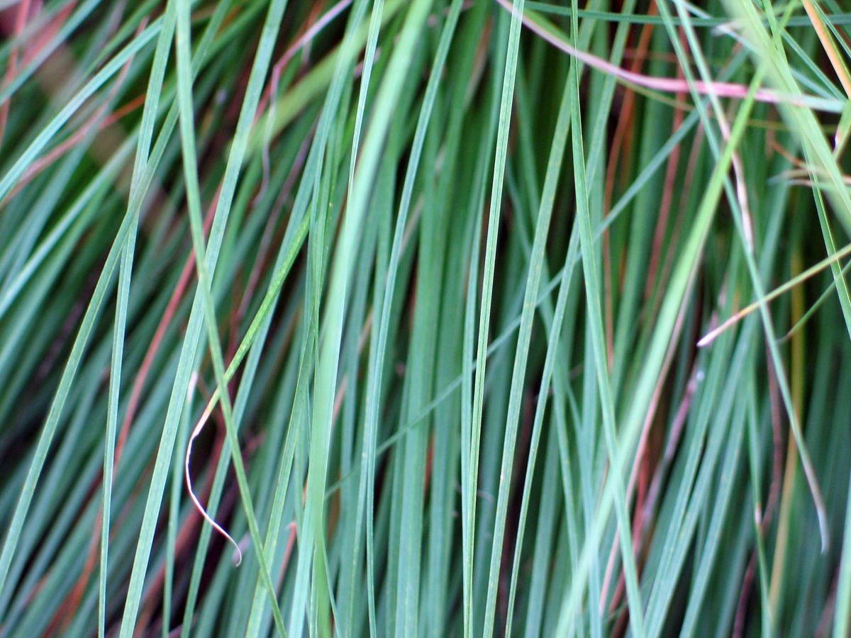 Little Bluestem Varieties - Dyck Arboretum