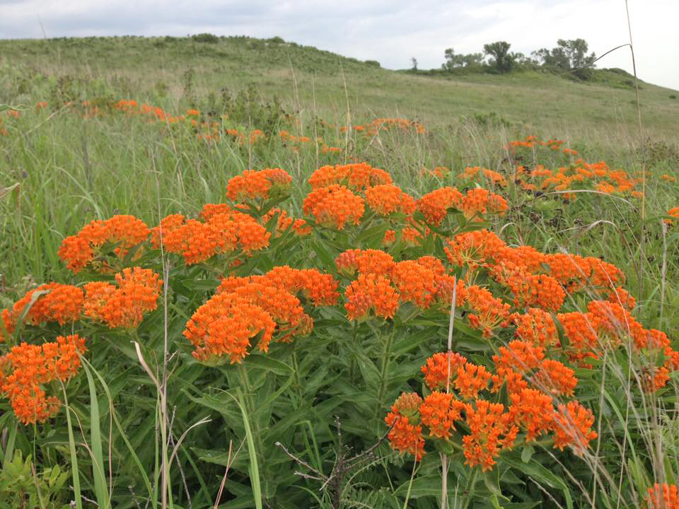 Conservation Stewardship in the Flint Hills (Online Lecture)