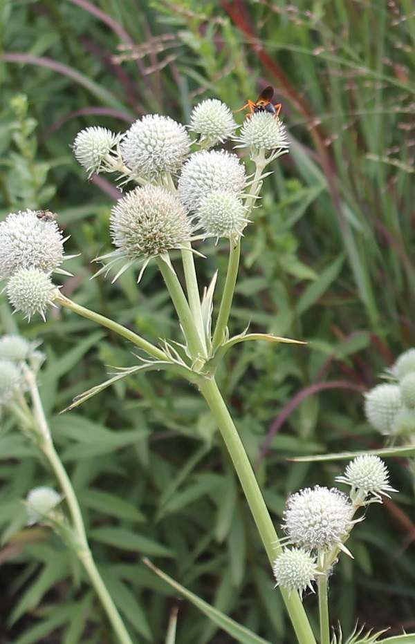 Shrubs for Bees - Dyck Arboretum