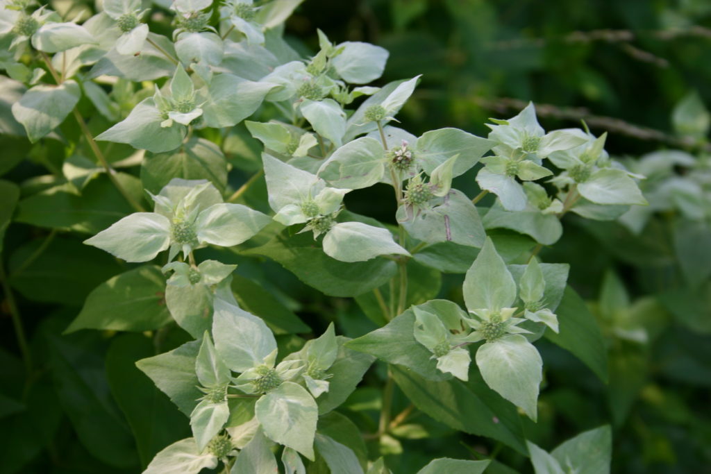 mountain mint Archives - Dyck Arboretum