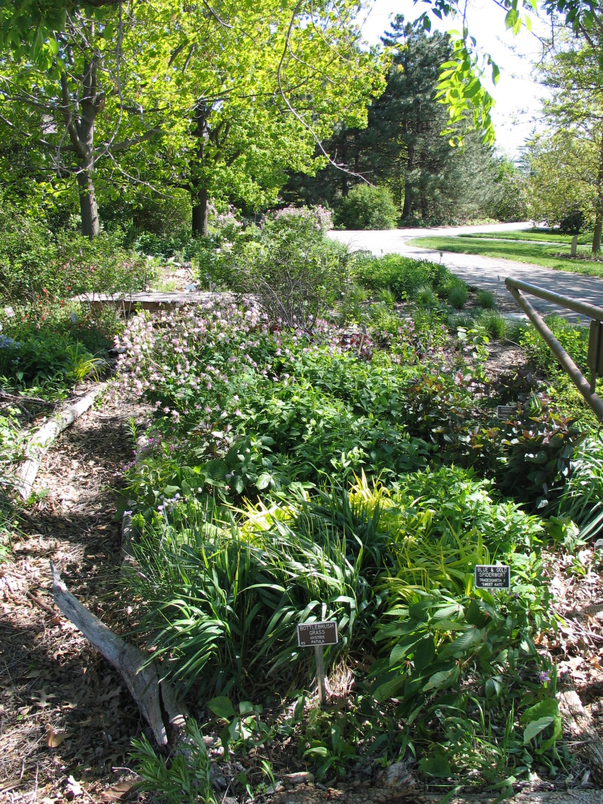 Native Plants Archives Dyck Arboretum