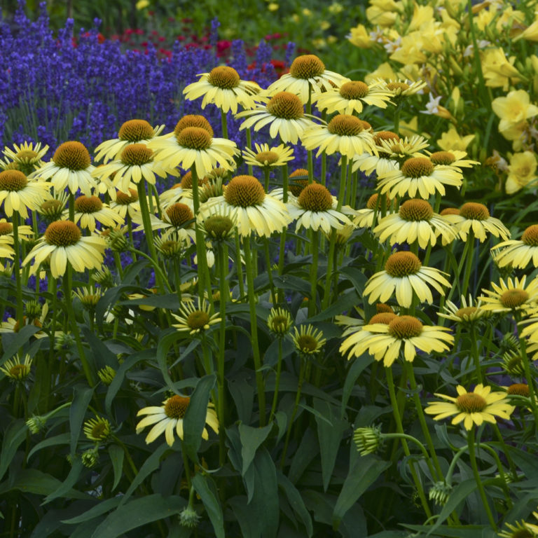 Coneflowers: Native vs Hybrid - Dyck Arboretum