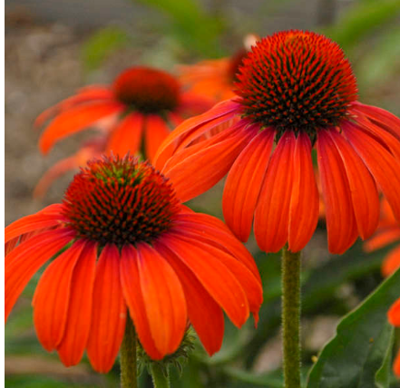 250x RED RUBY ECHINACEA CONE-FLOWER FLOWER SEEDS LONG LASTING PERENNIAL 