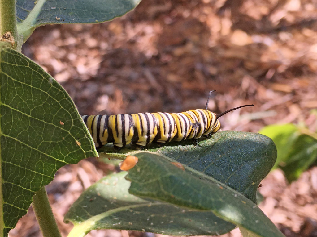 Meet Stretch - The Munching Machine Caterpillar! - Monarch Butterfly USA