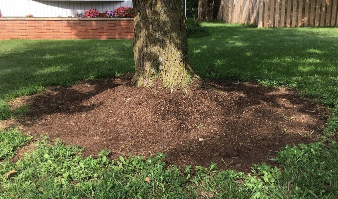 Too much mulch piled up at the base of the tree can lead to fungus, rot, low oxygen levels and tree death.