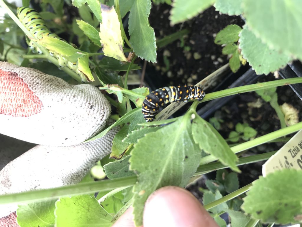 Caterpillar Mania - Part I - Dyck Arboretum