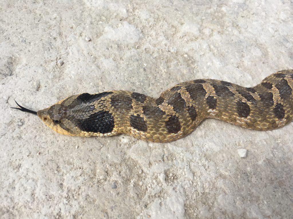 Common/Uncommon Snakes of Kansas