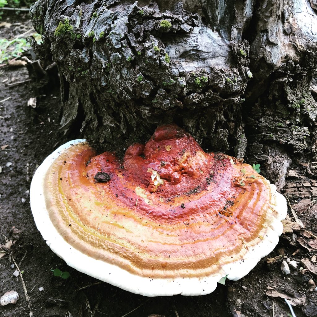 shelf fungi identification