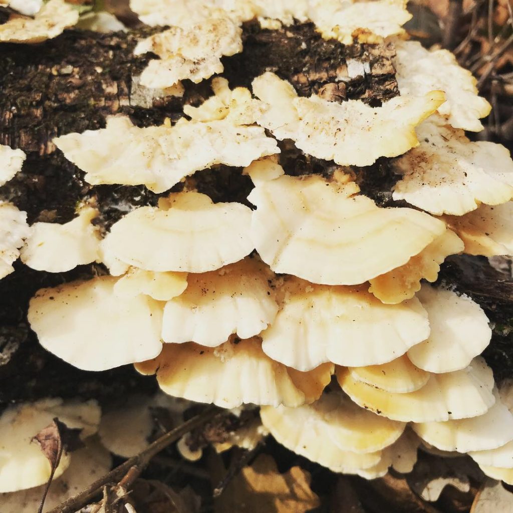 shelf fungi identification