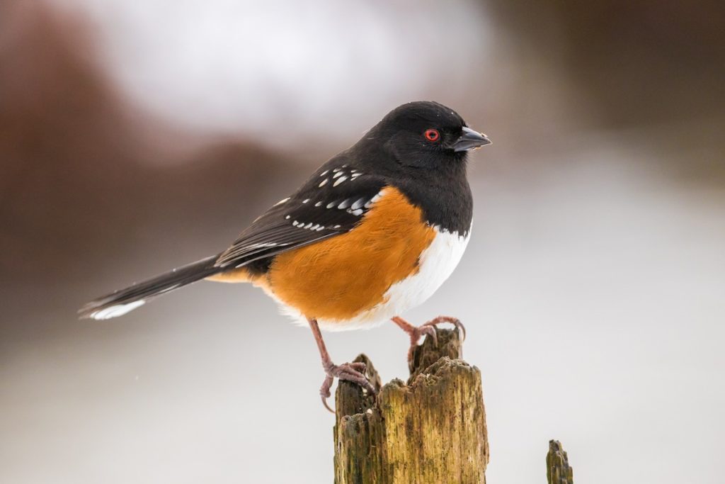 spotted towhee bird