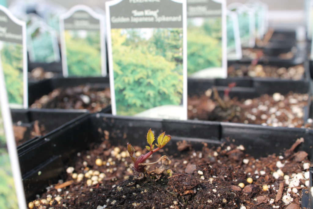 Photo of a small plant, a newly transplanted plug.