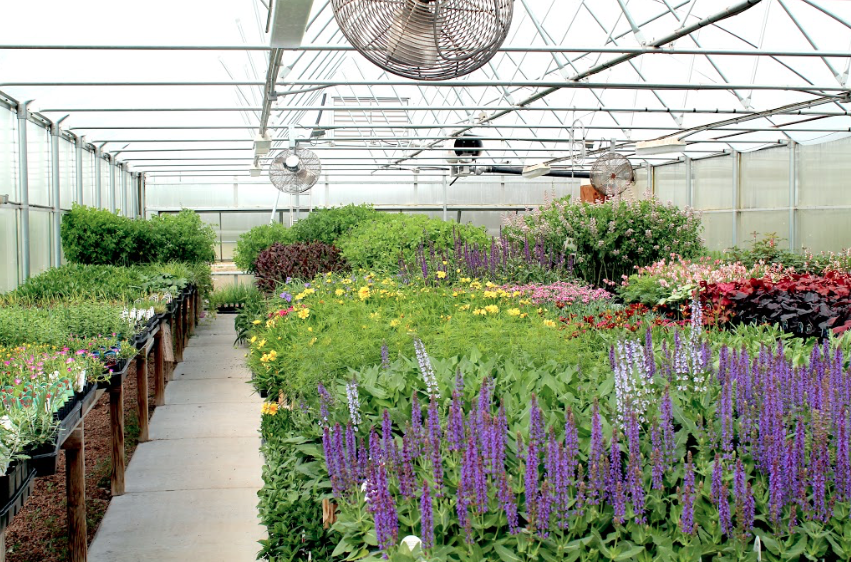 Photo of greenhouse in bloom, mature plants after many weeks of growing and care.