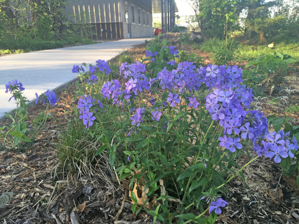 Woodland Phlox