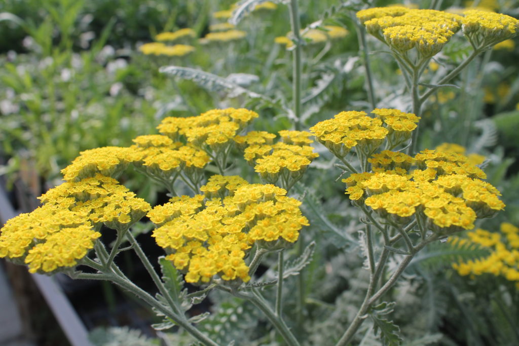 umbel flower