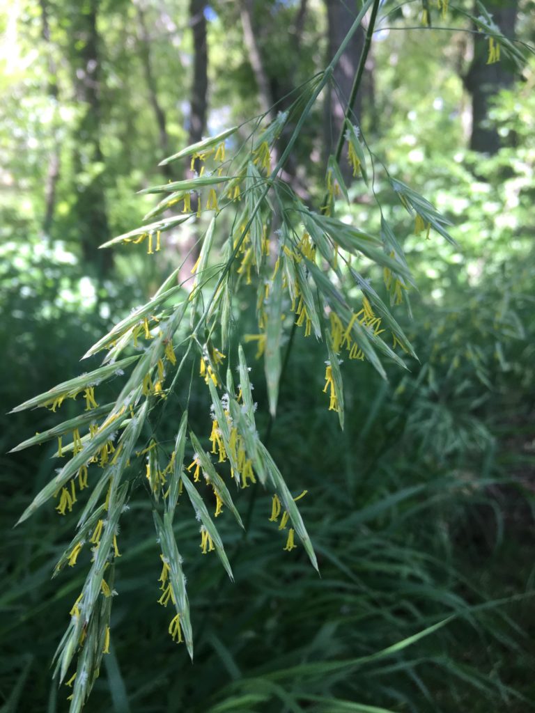 Kansas Wildflowers and Grasses - Smooth brome