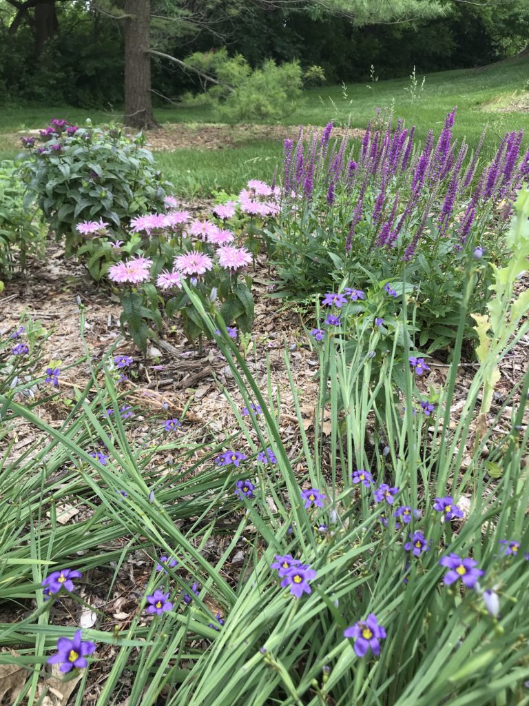 Shrubs for Bees - Dyck Arboretum