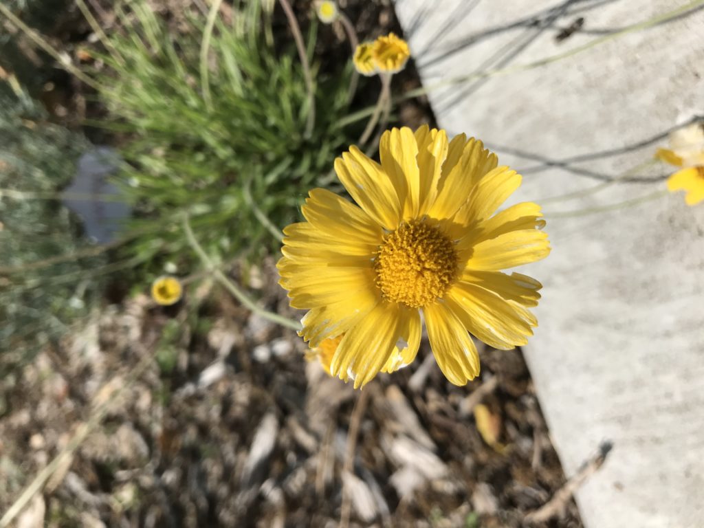 Short And Sweet Short Plants For The Prairie Garden Dyck Arboretum