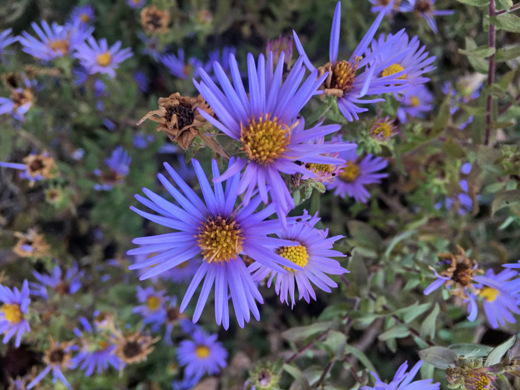 Native Plant School: Small Space Native Plant Gardens