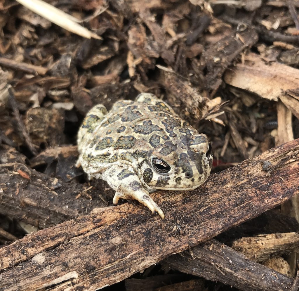 Toads in the garden - Richard Jackson Garden