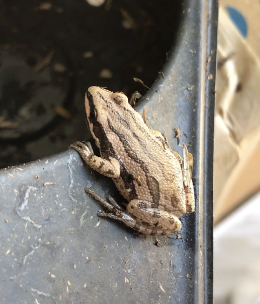 Toads in the garden - Richard Jackson Garden