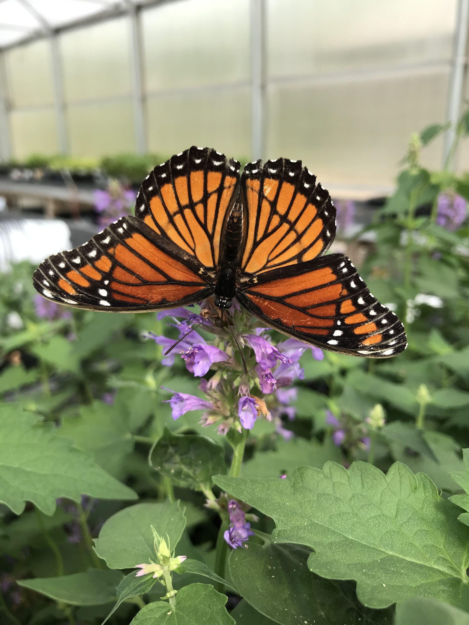 Butterflies in the Greenhouse Dyck Arboretum