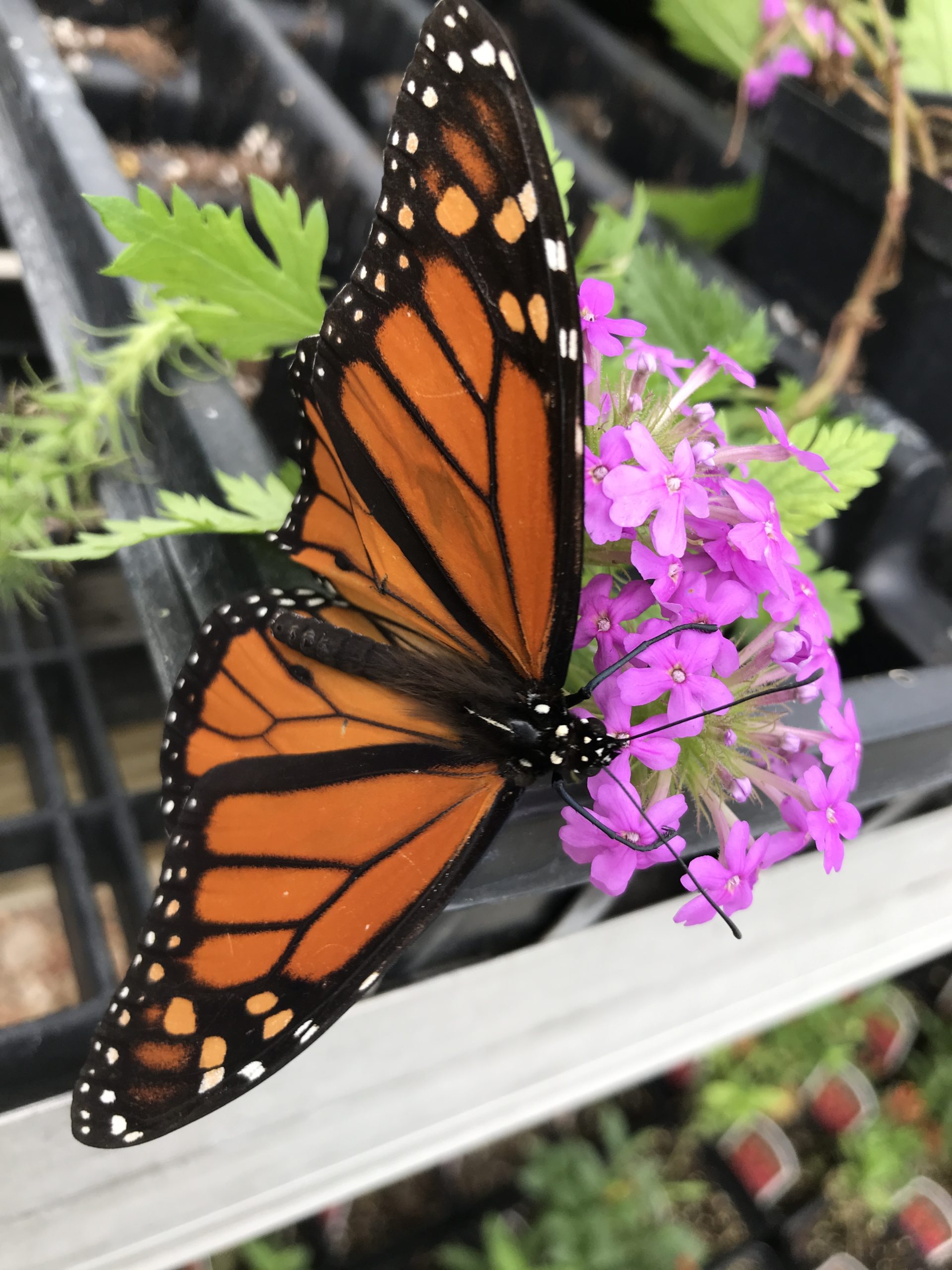 Butterflies in the Greenhouse Dyck Arboretum
