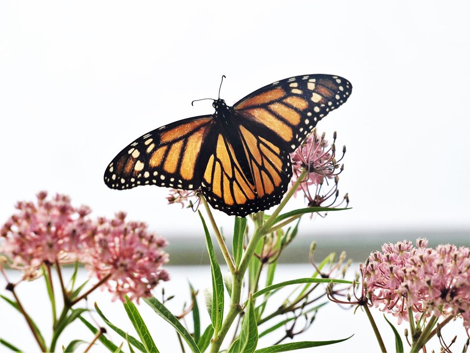 Monarch Butterfly Garden Kit -28 Species of Perennial Milkweed and  Wildflower Seeds - If You Grow it Monarchs Will Come - Kids STEM Project -  Create a