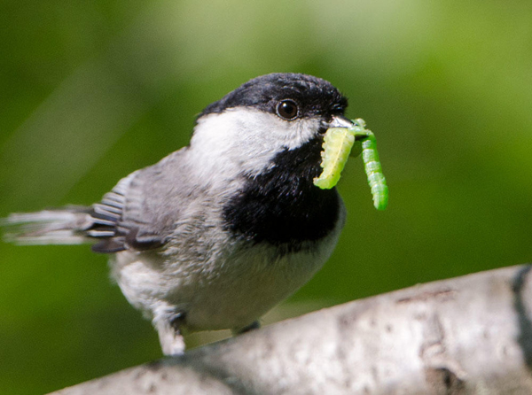 https://dyckarboretum.org/wp-content/uploads/2020/09/carolina-chickadee_douglas-tallamy-1.jpg