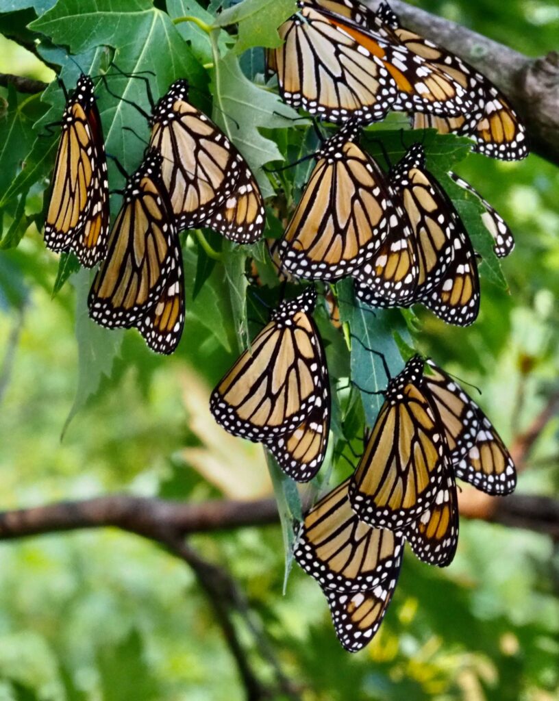 Citizen Science Kit - Monarch Butterflies! - Friends of the Arboretum (FOA)