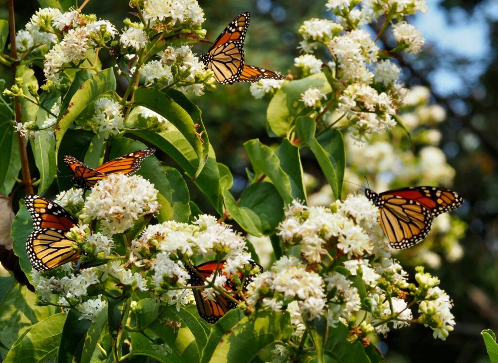 Meet Stretch - The Munching Machine Caterpillar! - Monarch Butterfly USA