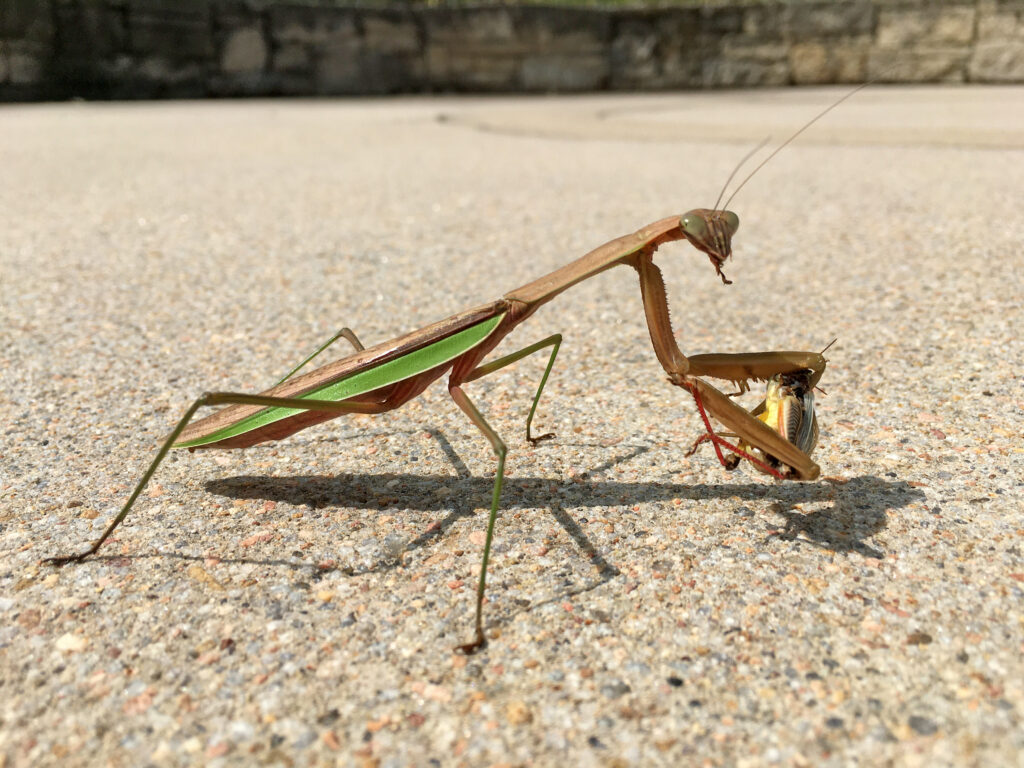 brown female praying mantis