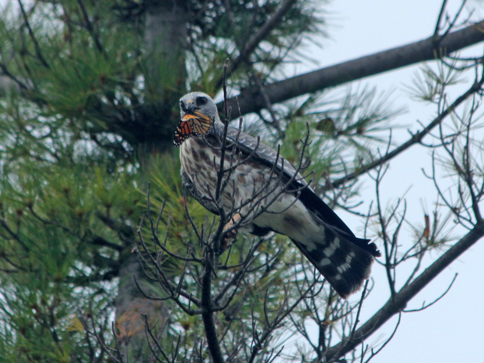 The Case Of The Barfing Blue Jay