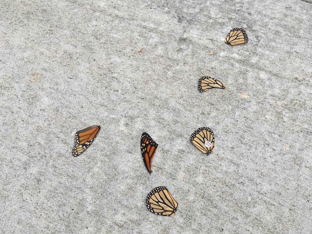 Meet Stretch - The Munching Machine Caterpillar! - Monarch Butterfly USA