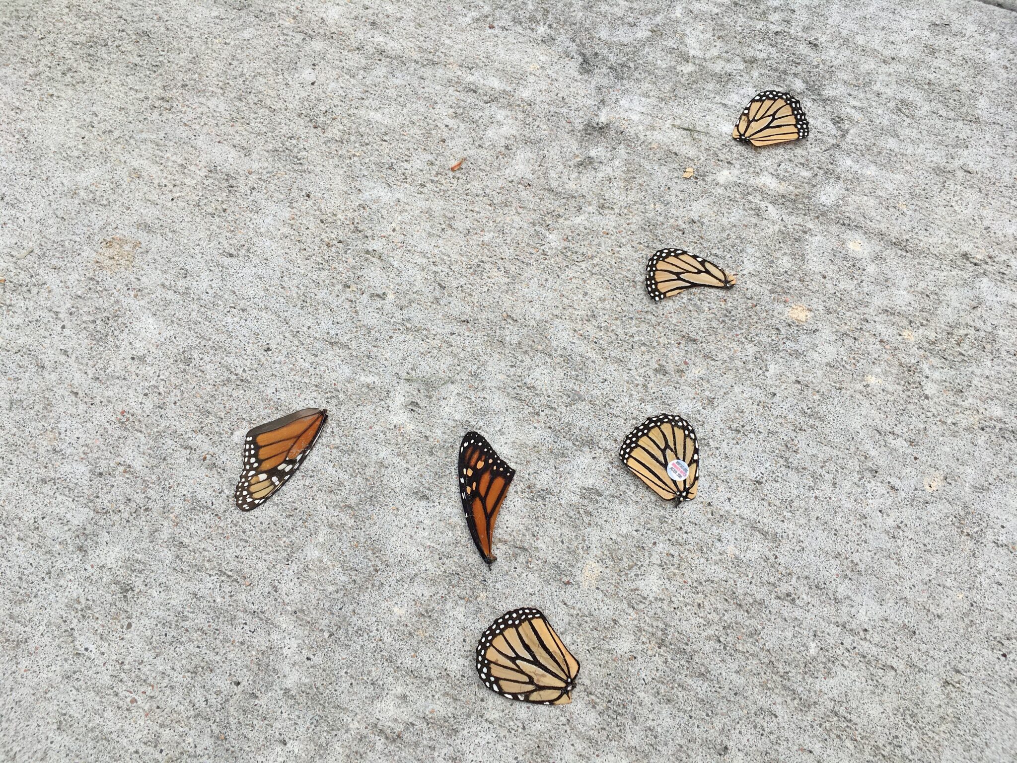 Citizen Science Kit - Monarch Butterflies! - Friends of the Arboretum (FOA)