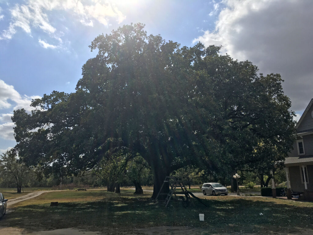 burr oak tree