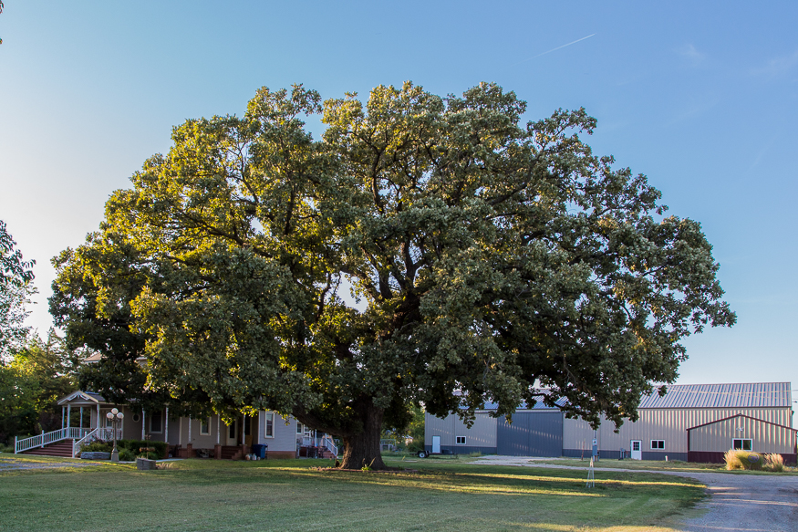 burr oak tree