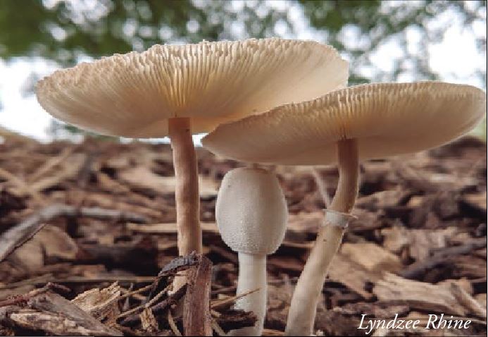 Mushrooms in Kansas Virtual Symposium