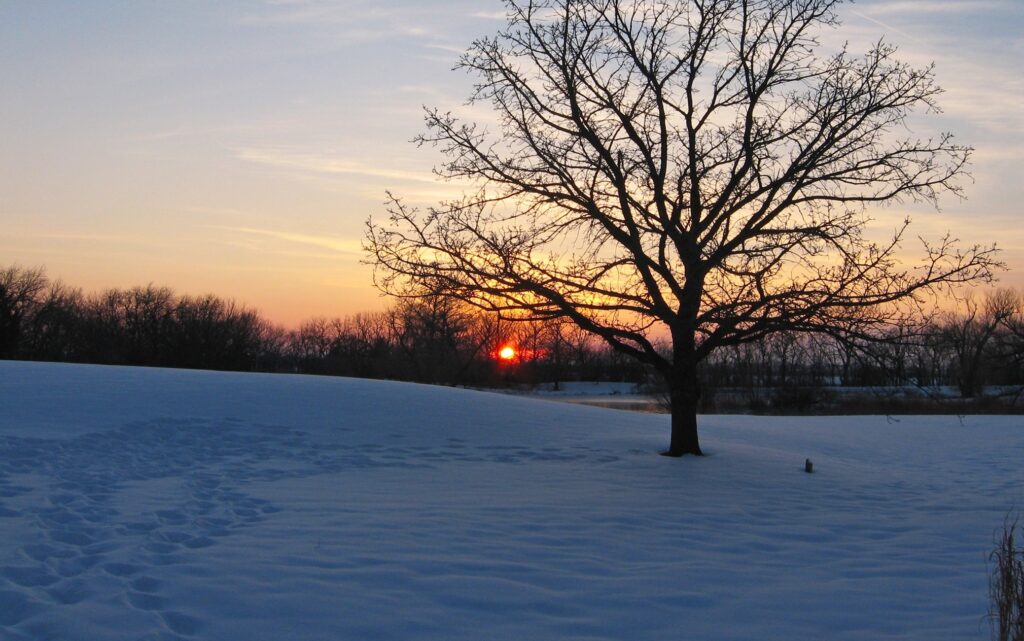 A winter sunset dips below the horizon behind a bur oak tree and a snowy landscape.