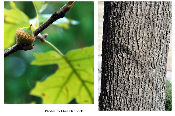 Free picture: branches, chlorophyll, ecology, forest, green leaves, shadow,  spring time, plant, leaf, fair weather