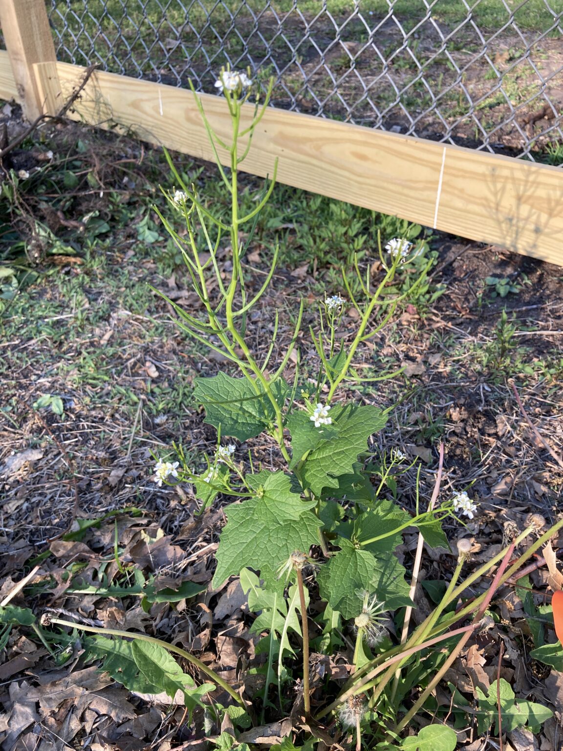 Weed Profile: Dame's Rocket - Dyck Arboretum