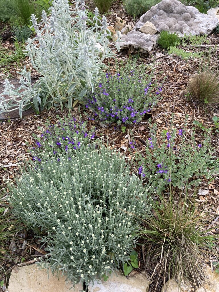 Prairie Gardening Archives - Page 8 of 24 - Dyck Arboretum