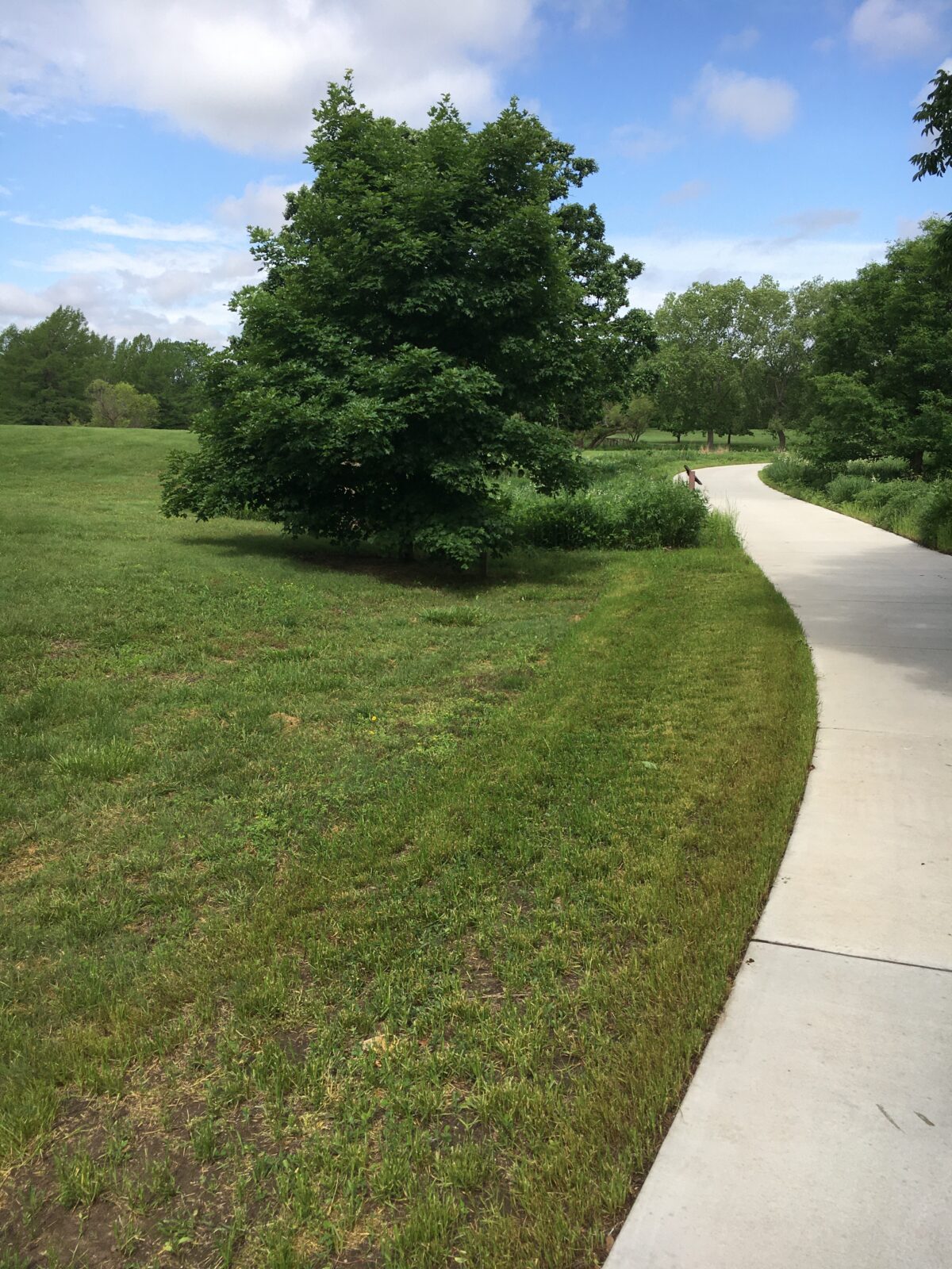 Buffalograss Seeding Experiment Update Dyck Arboretum