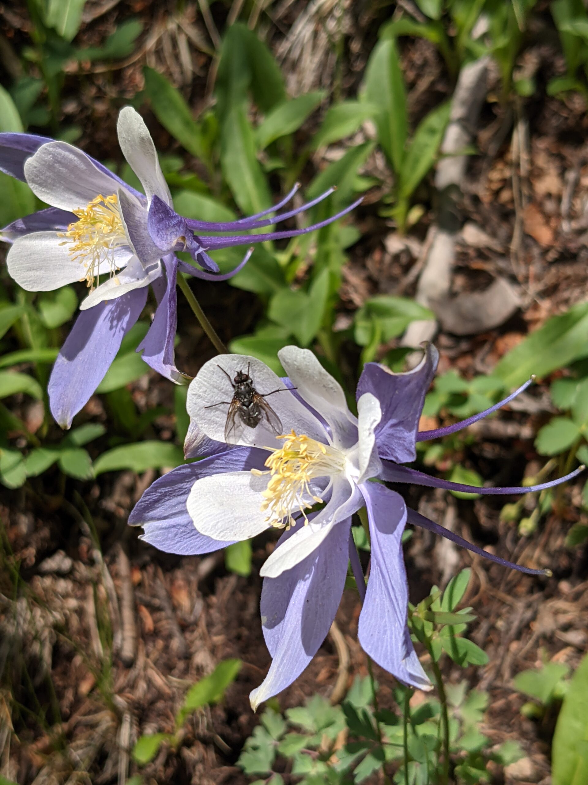 colorado native plants Archives Dyck Arboretum