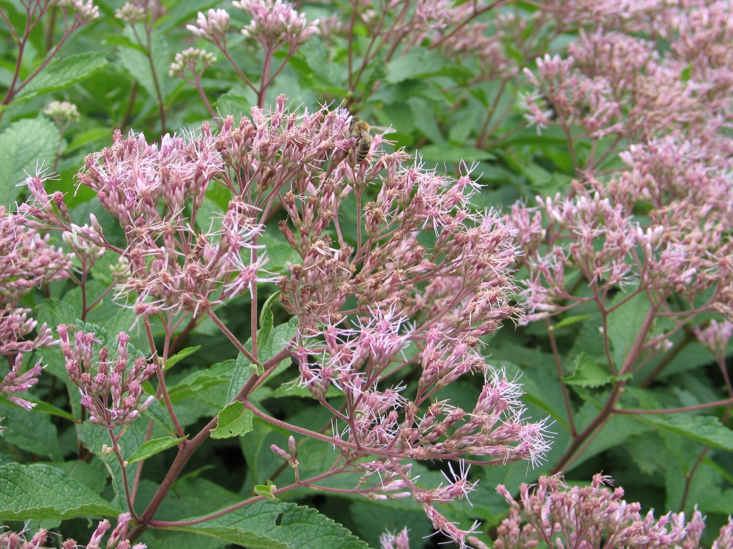 12 Types of Wildflowers for Summer Gardens