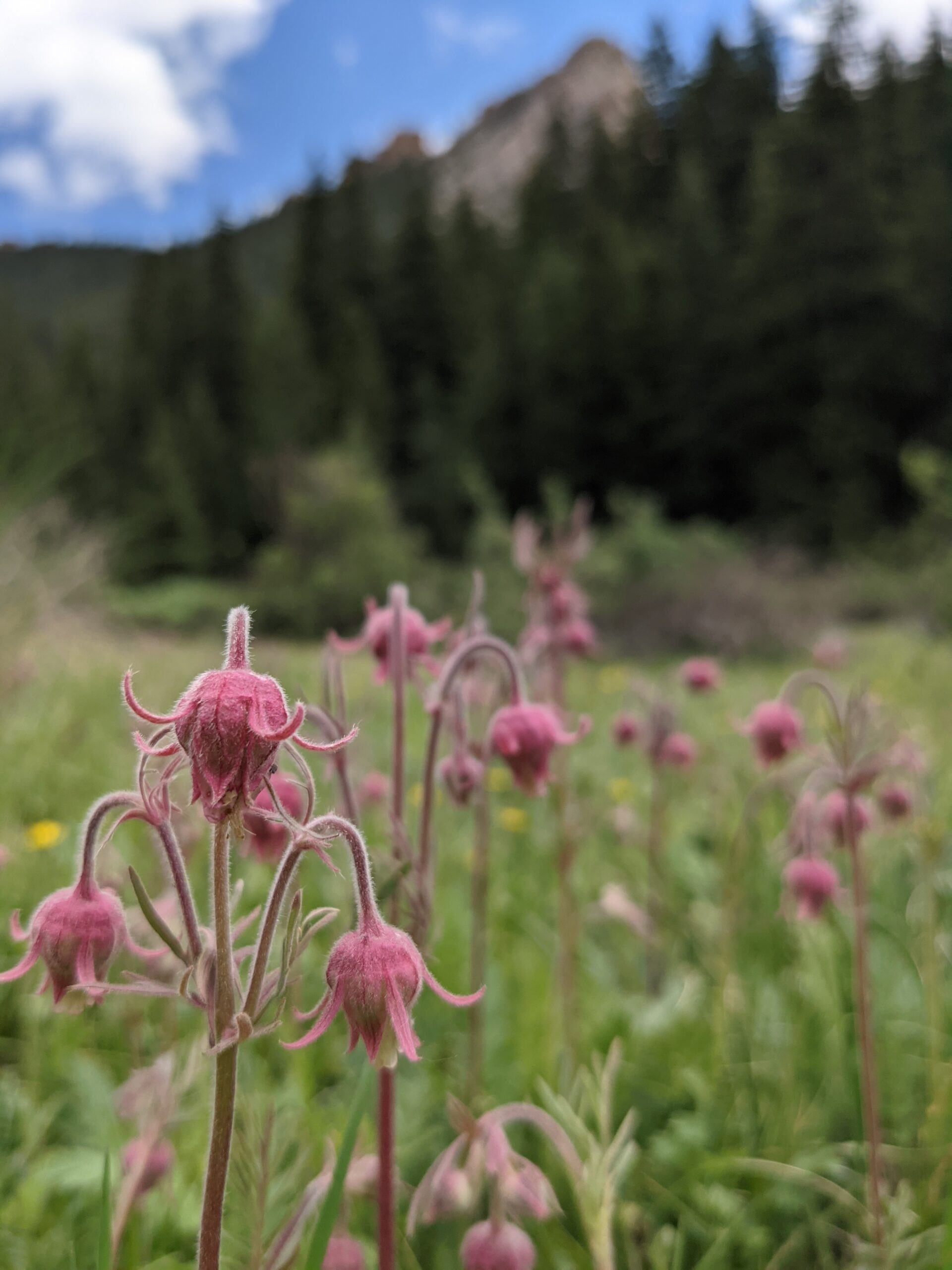 colorado native plants Archives Dyck Arboretum