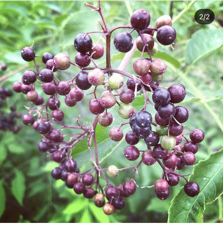 Edible Landscapes (Native Plant School ONLINE)