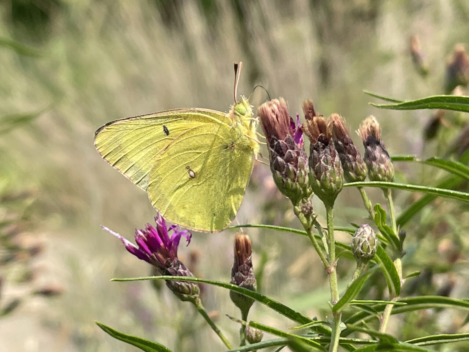 Insects - Motivation for Native Landscaping - Dyck Arboretum